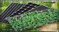 Zemin Dal Pot PS PVC Mikro Yeşiller İçin Kubbeli Siyah Plastik Fide Tepsisi