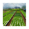 160 delikli yüzen EPS EPP köpüklü tahta Beyaz tohumlu sebze yetiştirmek için