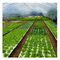 50/120/160/200 Topraksız sebze yetiştirme için delikli yüzen tohumlama tepsisi