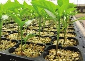 HDPE UV istikrarlı plastik ekim tepsisi hava budama kavanozu