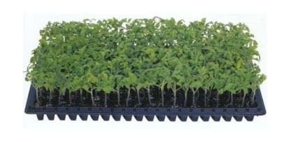 Plastic seedling trays in sydney seed starter tray For Pepper &amp; Tomatoes seeding