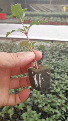 32, 50, 98, 108, , 200 Fide tepsileri, fide tepsileri, fide tutucular